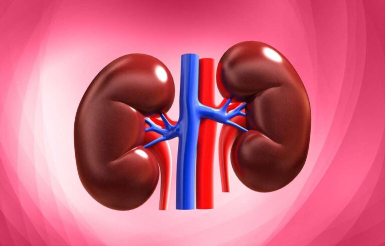محل قرارگیری کلیه ها