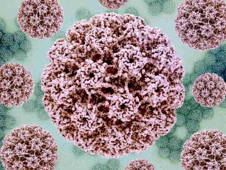 ویروس hpv در بدن